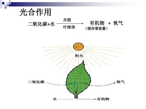 光合作用|植物光合作用需要的光是什么光都可以吗？还是可见光…